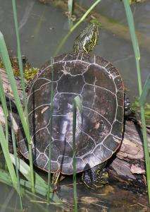 Mānoa: Western Painted Turtle genome decoded