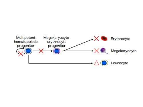 Modeling of congenital amegakaryocytic thrombocytopenia using iPS cell technology