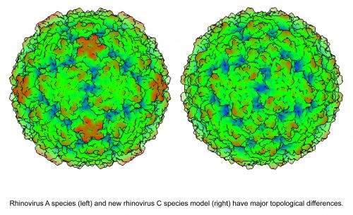 Model virus structure shows why there's no cure for common cold