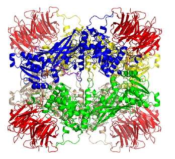 Modifying proteins to combat disease
