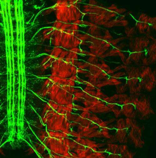 Molecular '2-way radio' directs nerve cell branching and connectivity