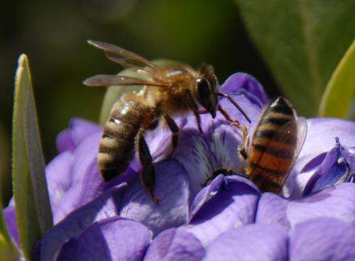 Molecular evolution of genetic sex-determination switch in honeybees