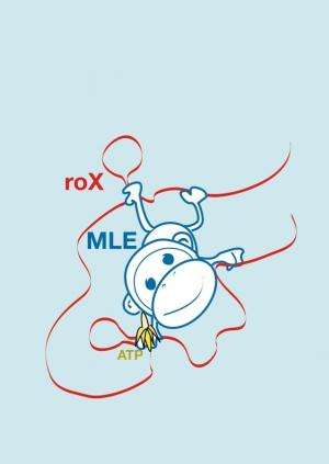 Molecular monkey arranges X-chromosome activation