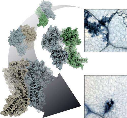 Molecular snapshot of the plant immune system’s signal box