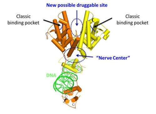 Molecule's structure reveals new therapeutic opportunities for rare diabetes