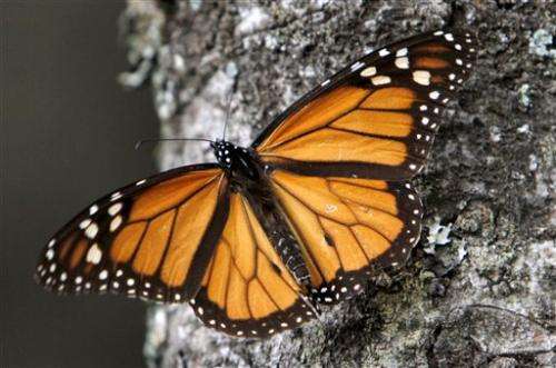 Monarch butterflies drop ominously in Mexico