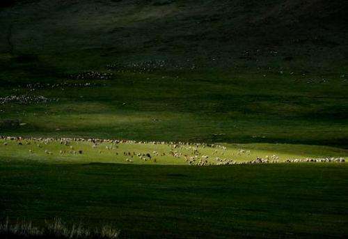 Mongolian sheep and cattle graze grasslands at the Hustai National Park in Mongolia on June 5, 2013
