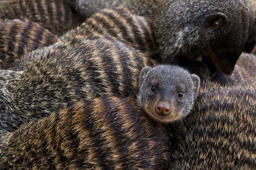 Mongooses synchronize births to escape despotic females