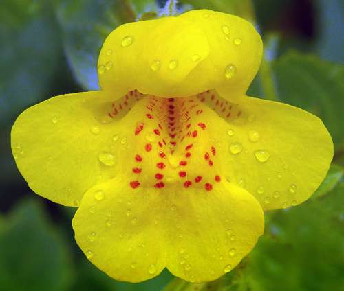 Monkey flower see, monkey flower do — model plant's legacy highlights gene-shuffling hotspots