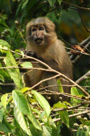 Monkey nation: Study confirms wealth of primates in Tanzania