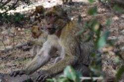Monkeys' winter death toll shows true value of friendship in natural selection