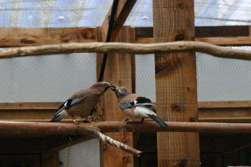 Monogamous birds read partner's food desires