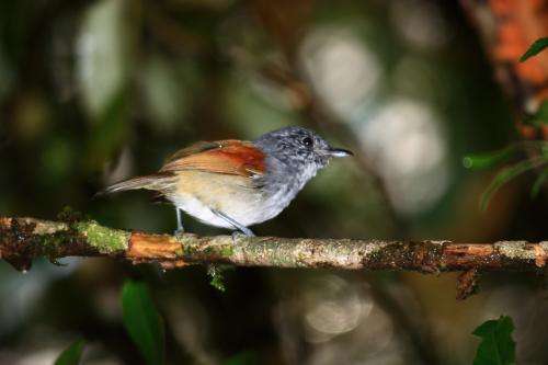 More at-risk bird species in Brazilian forest than previously thought