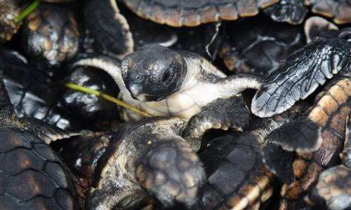 More than 500 baby sea turtles released off Fla.