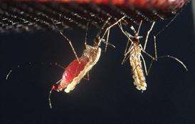 Mosquito bites deliver potential new malaria vaccine