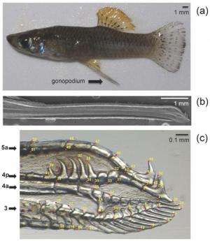 Mosquitofish Genital Shape Linked to Presence of Predators