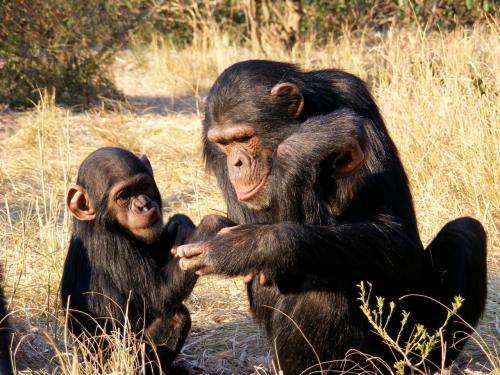 Mother chimps crucial for offspring's social skills