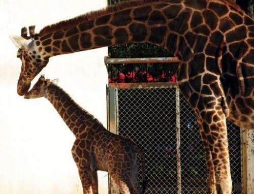 Mother giraffe Jacky pampers her new-born at Buenos Aires zoo on July 16, 2013