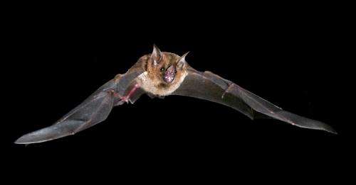 Muscle power: Bats power take-off using recycled energy
