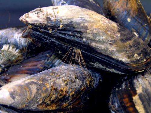 Mussels cramped by environmental factors