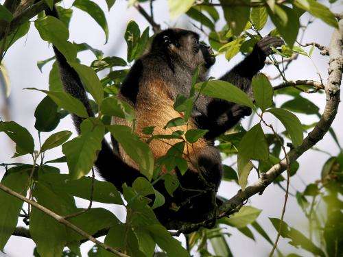 Mutations in the mantled howler provoked by disturbances in its habitat