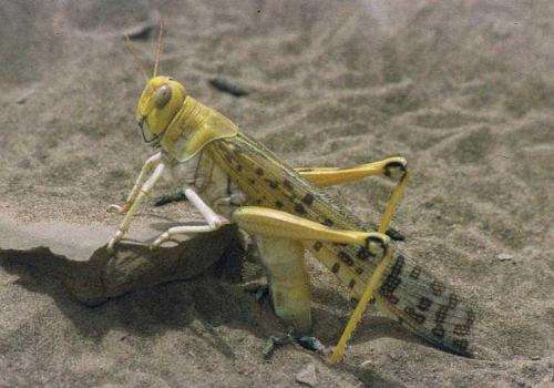 Nanoscale 'tsunami' helps locusts tune in