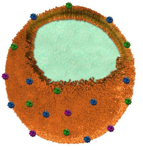 Nanosponges soak up toxins released by bacterial infections and venom