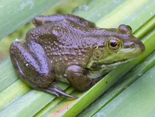 National survey finds frog abnormalities rare