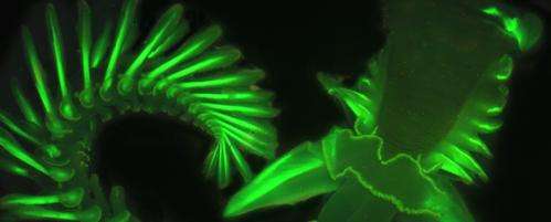 Nature's glowing slime: Scientists peek into hidden sea worm's light