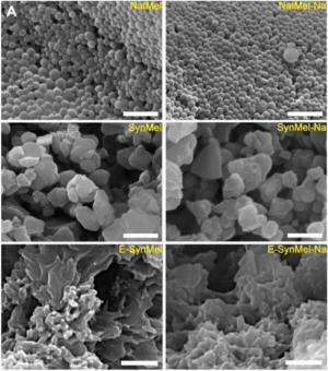 Research team uses melanin to make biodegradable battery anode