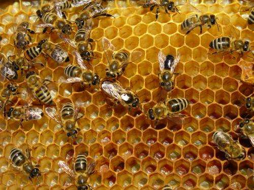 Nearly 1 in 3 U.S. Honeybees Lost in Winter 2012-13