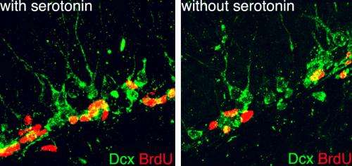 Serotonin mediates exercise-induced generation of new neurons