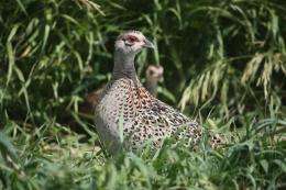 Nesting habitat key to pheasant numbers