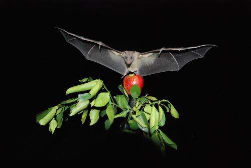 Neural activity in bats measured in-flight