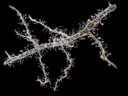 Neurite and Spines