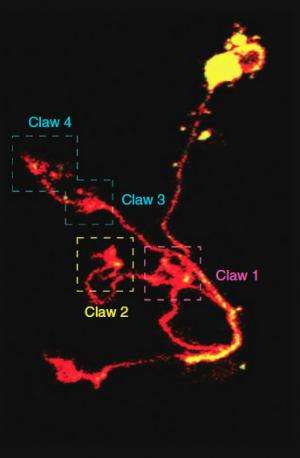 Neuron 'claws' in the brain enable flies to distinguish 1 scent from another