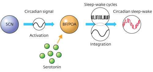 Neurotransmitter serotonin shown to link sleep–wake cycles with the body’s natural 24-hour cycle