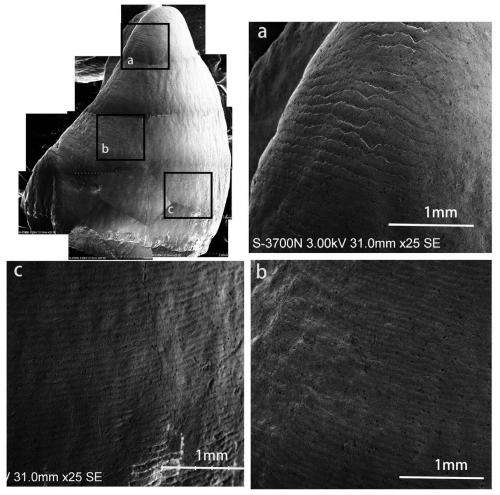 New advance on Crown Formation Time of Anterior Teeth of Fossil Orangutan from South China