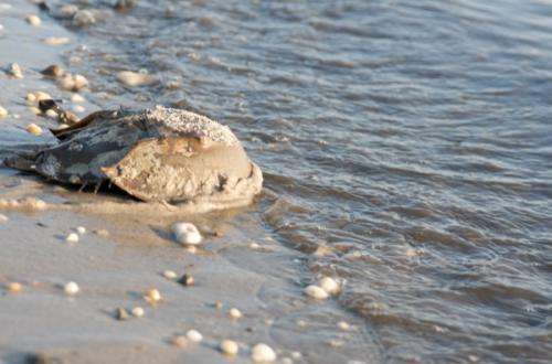 New artificial bait could reduce number of horseshoe crabs used to catch eel, whelk