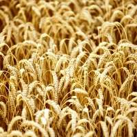 New Australia-China centre to map entire wheat protein genome