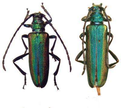 New beautifully colored long-horned beetle from Yunnan, China