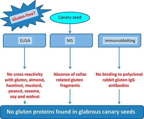 New canary seed is ideal for gluten-free diets in celiac disease