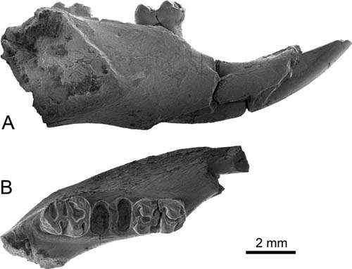 New cricetid rodent found from the early Oligocene of Yunnan, China