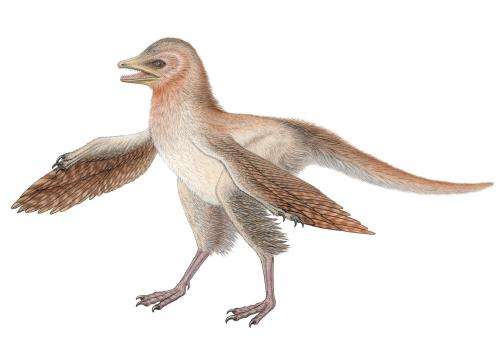 New dinosaur fossil challenges bird evolution theory