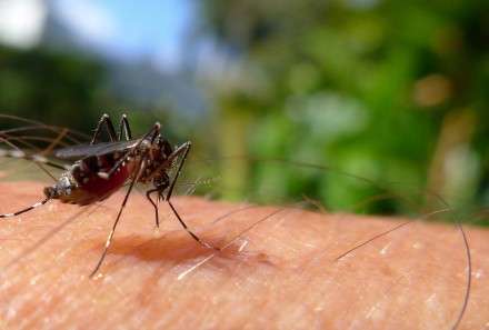 New drug puts malaria under the pump