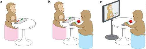 New experimental method allows spontaneous synchronization of arm motions by pairs of Japanese macaques
