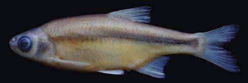 New fish species described from the streams of Manyas Lake basin, Turkey