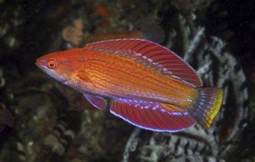 New flasher wrasse species discovered in Indonesia