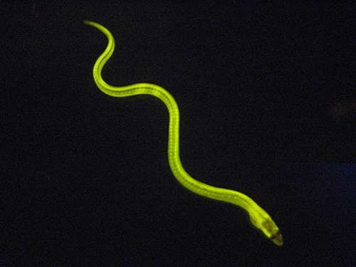 New fluorescent protein from eel revolutionizes key clinical assay