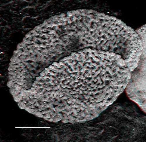 New fossils push the origin of flowering plants back by 100 million years to the early Triassic